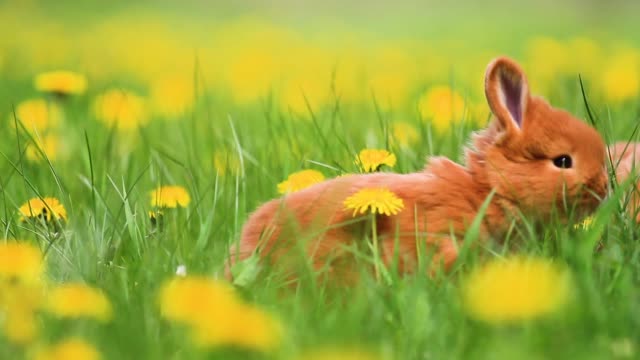 Red-rabbits-gallop-among-yellow-dandelions