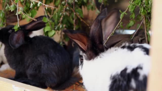 Baby-Rabbits-Eating-Greenery
