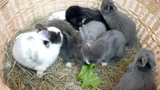 Schöne-zwanzig-Tage-Baby-Kaninchen-essen-Gemüse-in-einem-Heunest