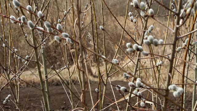 A-close-up-of-a-willow-blossom,-willow-katkins,-selective-focus,-Easter-background-or-concept.-Spring-branches-willow-seals.-Spring-buds-on-the-willow-tree.