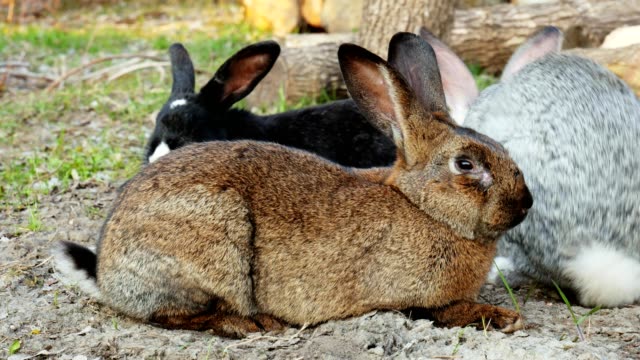 Drei-niedliche-Kaninchen-grasen-und-sitzen-auf-einer-Wiese