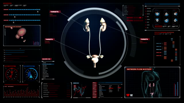 Exploración-de-los-riñones-en-el-tablero-de-instrumentos-de-pantalla-digital.-Vista-de-rayos-x.