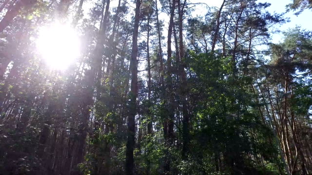 Sun-breaking-through-pine-trees