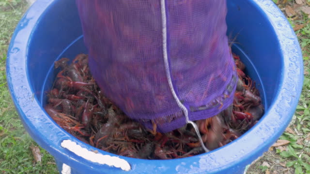 Man-Dumps-Crawfish-from-a-Sack-into-a-Bucket-for-a-Low-Country-Boil--4K