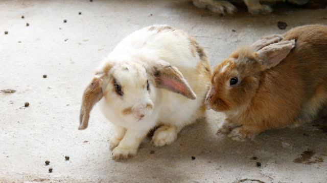 Cute-Bunny-Rabbit-holland