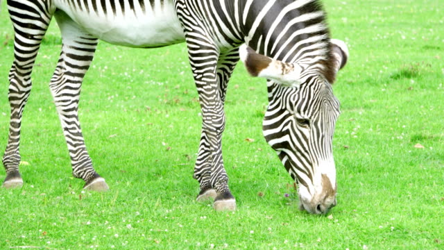 Nahaufnahme-des-afrikanischen-Zebra-in-der-Savanne.-Zebra-Essen-grünen-Rasen-im-Nationalpark.-Wildes-Leben-in-der-Natur