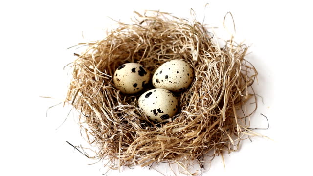 Nest-from-straw-with-quail-eggs