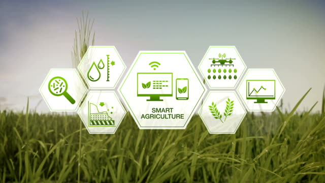 Agricultura-inteligente-de-agricultura-inteligente,-icono-gráfico-de-la-información-de-hexágono-en-campo-de-cebada-verde,-internet-de-las-cosas.-4-º-Revolución-Industrial.