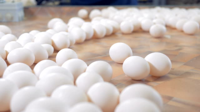 Chicken-eggs-sorting-process.-Poultry-workers-sorting-white-chicken-eggs.-4K.