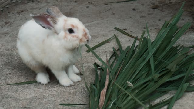 Kaninchen-Essen-Gras