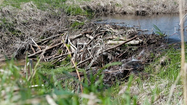 Beaver-dam-an-einem-kleinen-Fluss