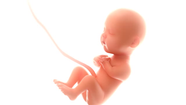 3d-rendering-fetus-on-the-white-background-,zoom-in,at-least-5-months,4k.(4096*2160)