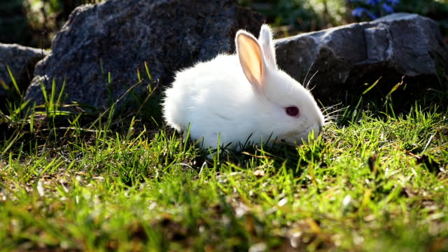 Easter-white-bunny-on-green-grass-in-spring