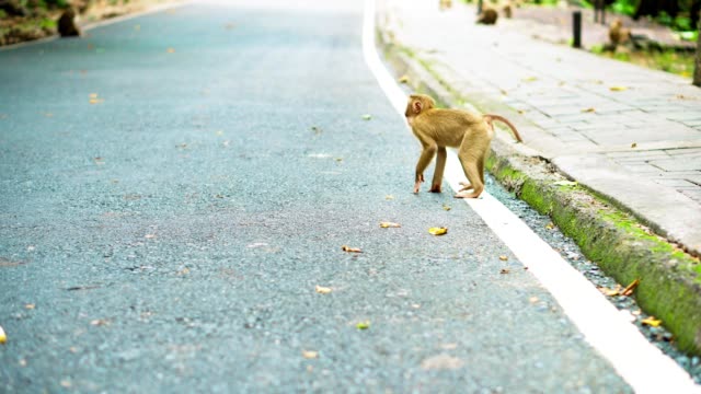 Monkeys-walk-along-the-road-in-Thailand.-Monkey-family-are-living-in-the-National-park.-Road-in-the-jungle