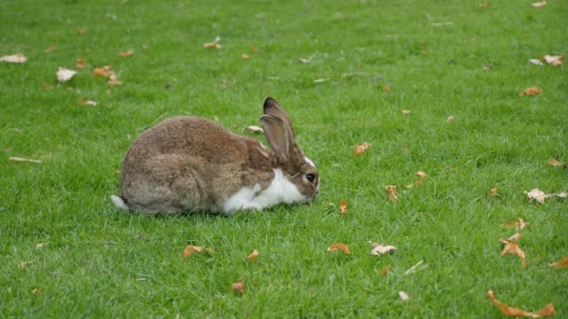 Conejo-comiendo-hierba-en-el-campo-y-relajante-4K