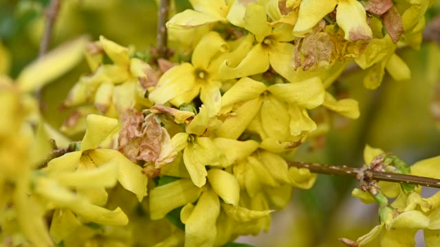 Nahe-aufgeschlossen-gelbe-Blüten-von-Forsythia-Osterbaum