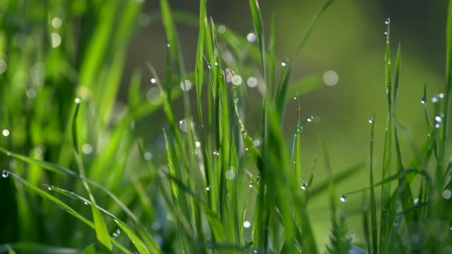 Rich-green-grass-with-drops-of-dew-on-it-waving-in-the-wind.-Close-up-shot,-UHD