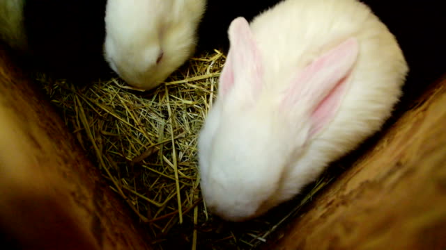 Weiße-und-schwarze-Kaninchen-in-einem-Holzkäfig