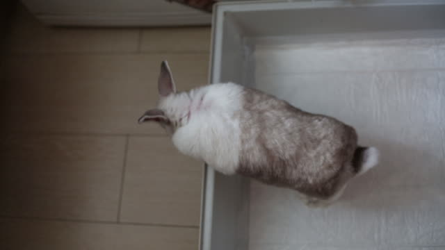 Weißes-und-gestreiftes-Kaninchen-in-einem-offenen-und-gerade-gereinigten-Käfig