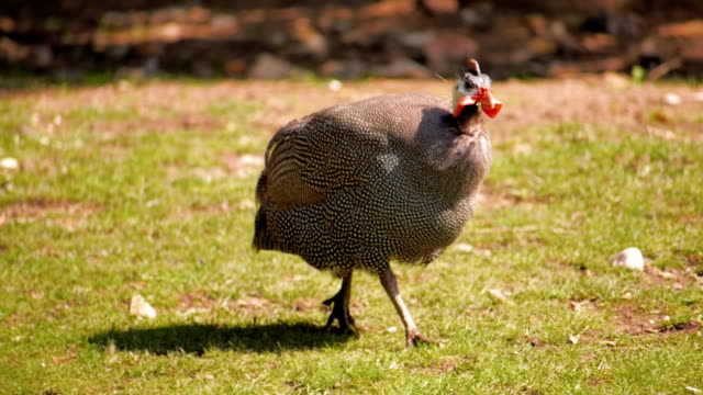 Large-flightless-bird-guinea-fowl-run-fast-on-the-green-grass