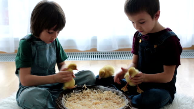 Cute-little-children,-boy-brothers,-playing-with-ducklings-springtime,-together,-little-friend,-childhood-happiness