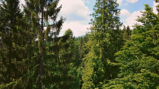Luftbild-Flythrough-von-Nadeln,-schöne-Berge-und-Wald