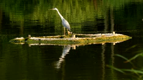 The-big-heron-standing-on-the-island-on-the-lake-during-wind.