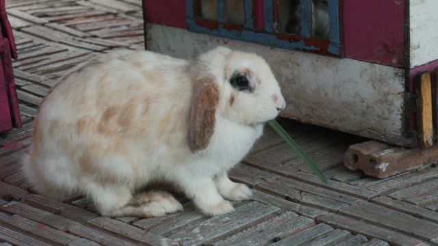 Rabbit-eating-glass-in-farm