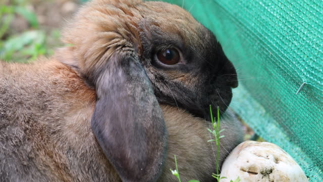 Vista-lateral-de-una-cabeza-de-color-marrón-Adorable-conejo-Bunny