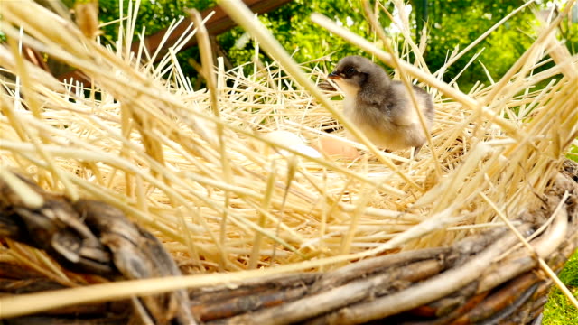 Beautiful-chick-in-a-basket-with-eggs.-Close-up
