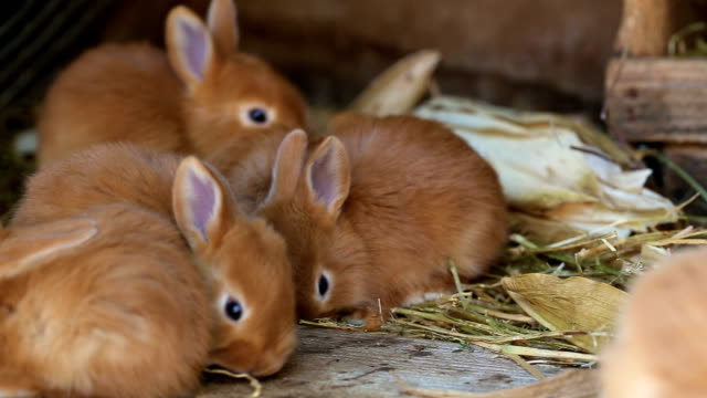kleine-Kaninchen-Familie-an-den-Käfig-sitzen