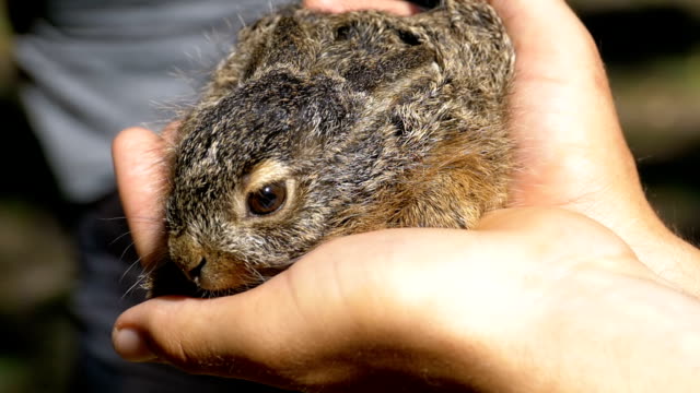 Man-is-Holding-a-Small-Wild-Fluffy-Baby-Bunny.-Little-Bunny-in-the-Palm.-Slow-Motion