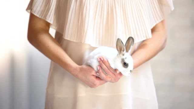 Woman-holding-in-hands-cute-white-bunny,-take-animal-from-shelter-social-program