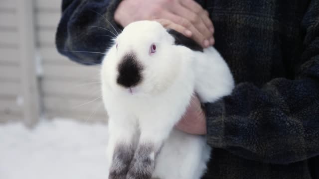 A-man-holds-in-his-hands-a-Himalayan-rabbit
