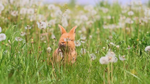 Kaninchen-laufen-unter-Löwenzahn-an-einem-sonnigen-Tag
