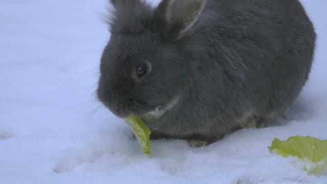 Conejo-gris-en-la-nieve-comiendo-lechuga.