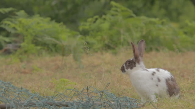 Conejo-blanco-mirando-la-cámara