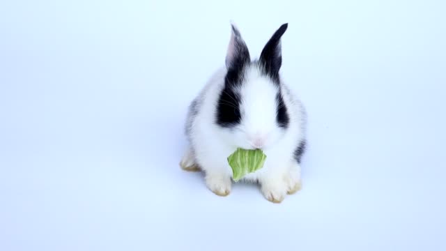 Lovely-twenty-days-rabbit-on-white-background