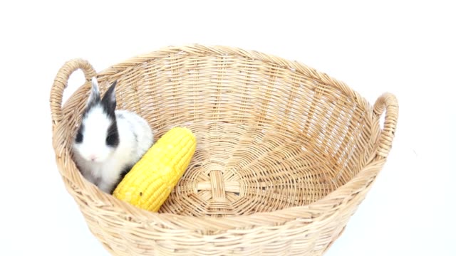 Conejito-comiendo-maíz-en-una-cesta-de-ratán