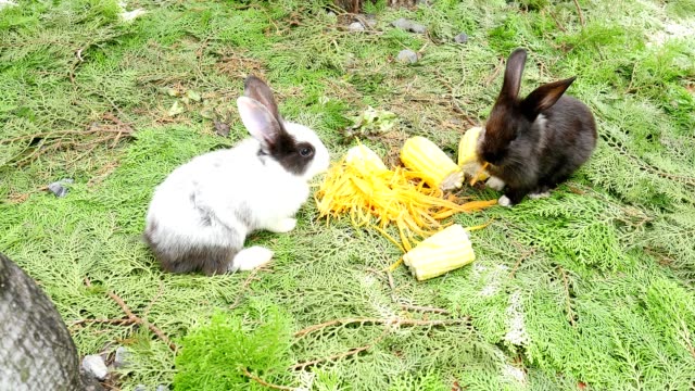 Young-rabbits-eating-fresh-carrot-and-corn