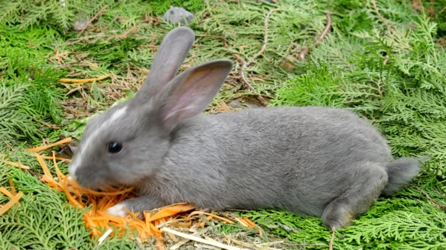 Los-conejos-jóvenes-comiendo-zanahoria-fresca-en-el-jardín