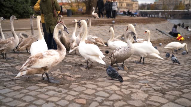 Cisnes-en-Praga-cerca-del-Puente-de-Carlos