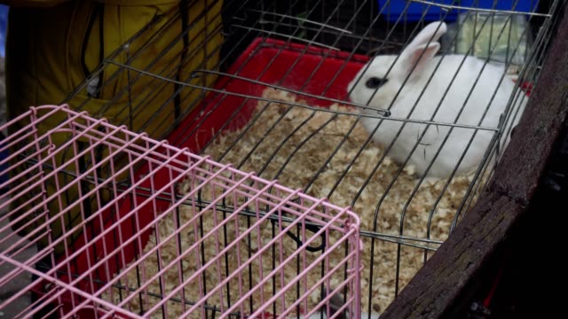 Ein-weißes-Kaninchen-sitzt-in-einem-Käfig.-Kontaktieren-Sie-Zoo.-Menschen-beobachten-Haustiere-auf-der-Messe.