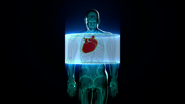 Zoomen-des-Vorderen-Körpers-Scanning-Herz.-Menschliches-Herz-Kreislauf-System.