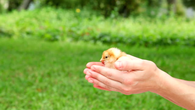 Cute-little-chick-in-hands.