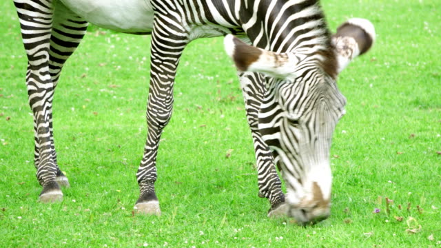 Close-up-of-african-zebra-in-savannah.-Zebra-eating-green-grass-in-national-park.-Wild-life-outdoors