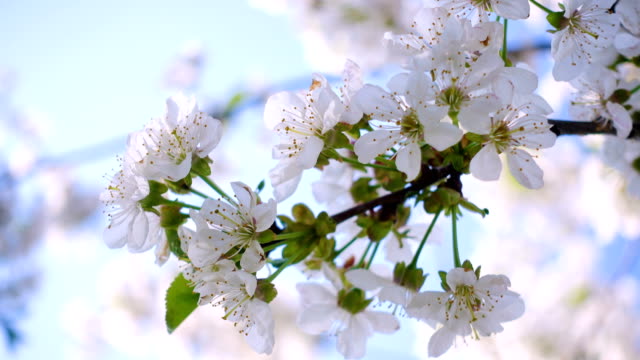 Kirschenblüten-hautnah-an-den-sonnigen-Garten