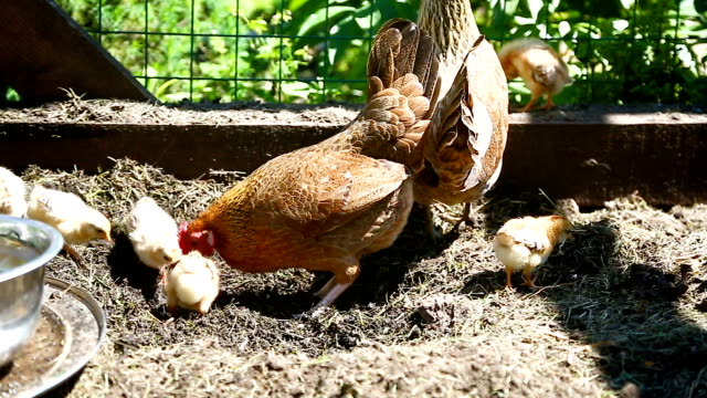 junges-Huhn-zu-Fuß-mit-ihrem-kleinen-Hühner