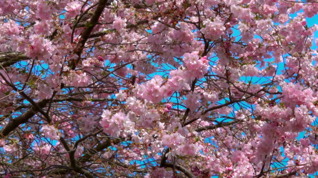 cherry-blossom-Baum