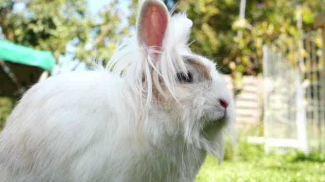 little-white-rabbit-in-the-meadow